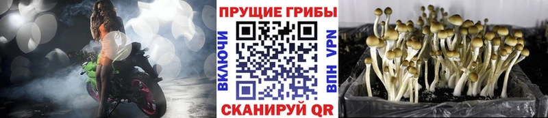 Галлюциногенные грибы MAGIC MUSHROOMS  МЕГА маркетплейс  Чулым 